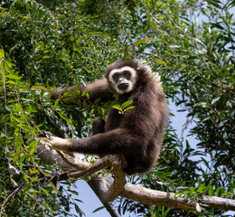 A Black Gibbon sitting in a tree