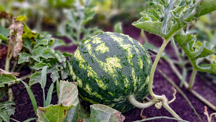 small green and still ripening watermelon in the garden