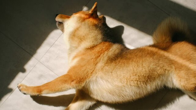 Shiba Inu dog stretches out on floor under sunlight. Pet lets out wide sleepy yawn with paws reaching forward settling into more comfortable position