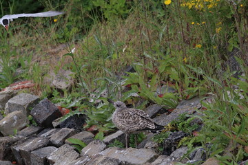 gull chick