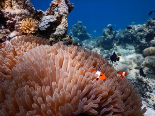Clown fish swimming in a coral reef at satonda island, indonesia. 