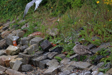 gull chick