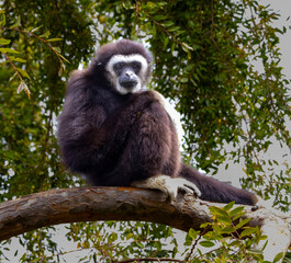 A Black Gibbon sitting in a tree