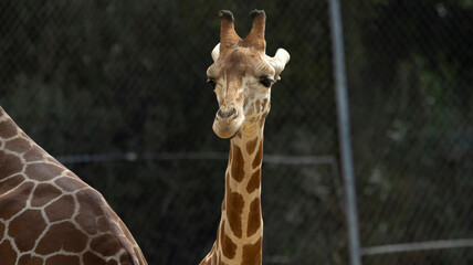 A Giraffe at a local zoo in California
