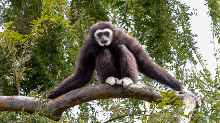 A Black Gibbon sitting in a tree