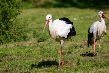 White stork (Ciconia ciconia) on a meadow
