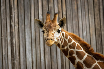 A Giraffe at a local zoo in California