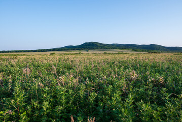 美岬に広がる牧場の牧草地