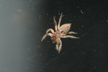 The Pantropical Jumping Spider (scientific name: Plexippus paykulli) is a species of jumping spider known for its distinctive appearance and remarkable agility.|褐條斑蠅虎