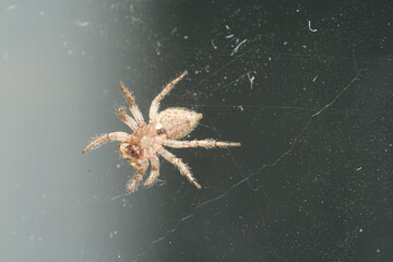 The Pantropical Jumping Spider (scientific name: Plexippus paykulli) is a species of jumping spider known for its distinctive appearance and remarkable agility.|褐條斑蠅虎