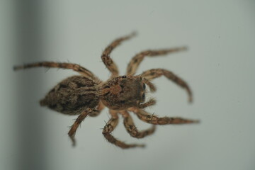 パンアフリカン・ジャンピングスパイダー（学名：Plexippus paykulli）は、その独特な外観と優れた機敏さで知られるジャンピングスパイダーの一種です。