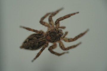 The Pantropical Jumping Spider (scientific name: Plexippus paykulli) is a species of jumping spider known for its distinctive appearance and remarkable agility.|褐條斑蠅虎