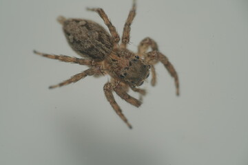 The Pantropical Jumping Spider (scientific name: Plexippus paykulli) is a species of jumping spider known for its distinctive appearance and remarkable agility.|褐條斑蠅虎