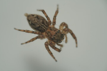 The Pantropical Jumping Spider (scientific name: Plexippus paykulli) is a species of jumping spider known for its distinctive appearance and remarkable agility.|褐條斑蠅虎