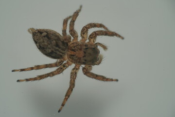 The Pantropical Jumping Spider (scientific name: Plexippus paykulli) is a species of jumping spider known for its distinctive appearance and remarkable agility.|褐條斑蠅虎