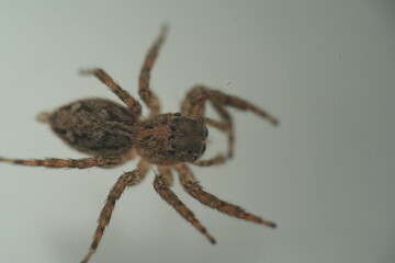 Obraz premium The Pantropical Jumping Spider (scientific name: Plexippus paykulli) is a species of jumping spider known for its distinctive appearance and remarkable agility.|褐條斑蠅虎