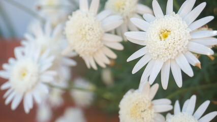 Daisy flower on green grass background. top view of retro daisy flower yellow stem. Chamomile summer field
