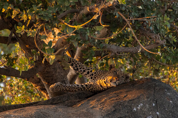 leopardo