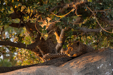 leopardo