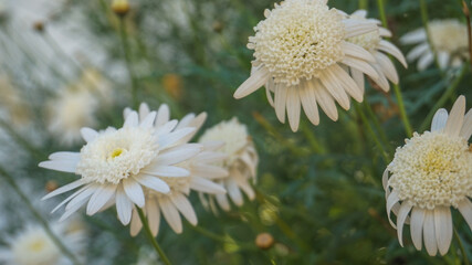 Daisy flower on green grass background. top view of retro daisy flower yellow stem. Chamomile summer field