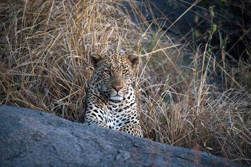 Leopardo