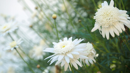 Daisy flower on green grass background. top view of retro daisy flower yellow stem. Chamomile summer field