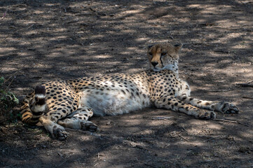 Guepardo