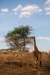girafa