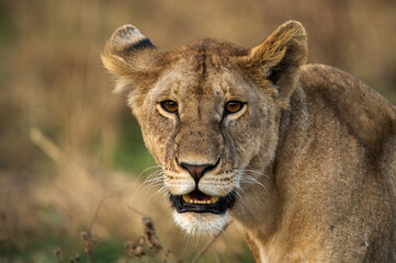 Leones