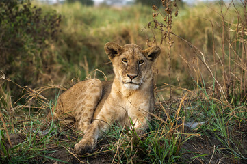 Leones