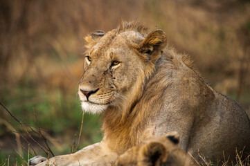 Leones
