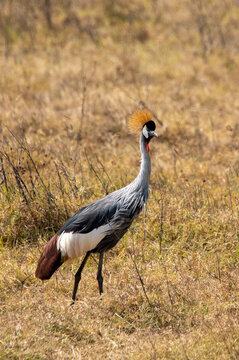 grulla