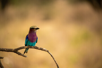 Carraca africana