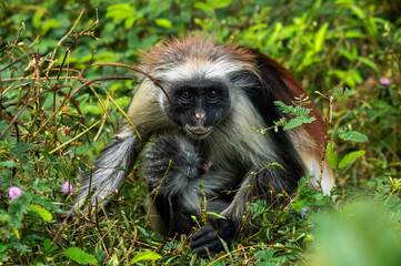 Mono colobo rojo de Zanzíbar