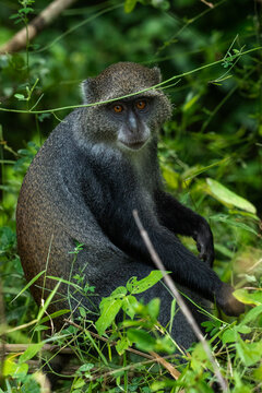 cercopiteco azul