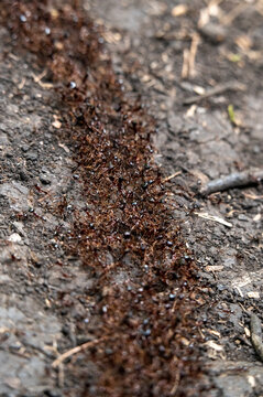 Hormigas
