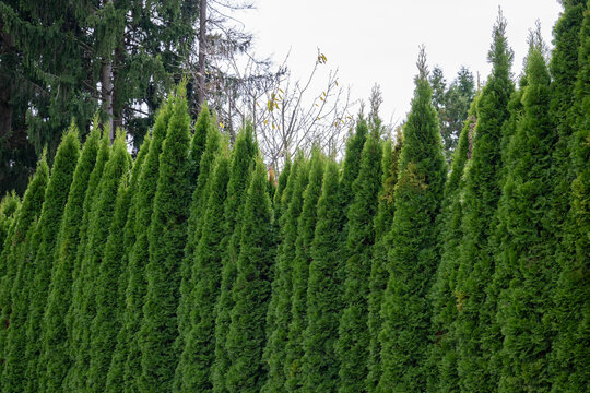 Ungleichm&ouml;ssig hohe Thujen in einer Thujenhecke, immergr&uuml;ner Sichtschutz, Gartenbau