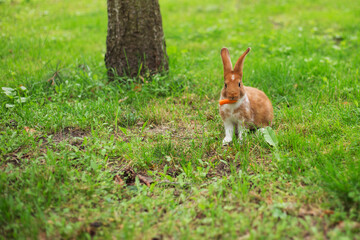 Cute young red rabbit eating carrot on the park at a Summer's day. Space for copy.