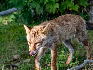 山岳地帯で現れたキツネ