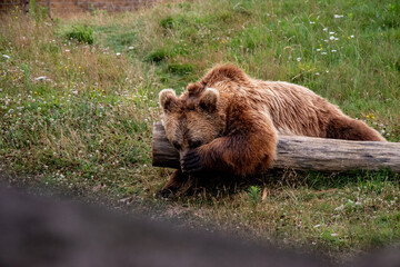 Ours Boissière