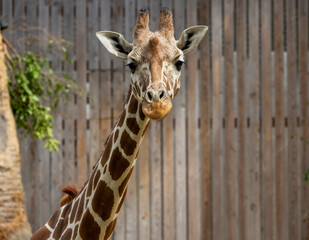 A Giraffe at a local zoo in California