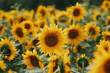 Endless field of sunflowers illuminated by the sun, harvest and agricultural business concept
