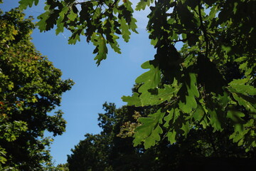 Branches of oak leaves with a blue sky and a blurred grove in the background