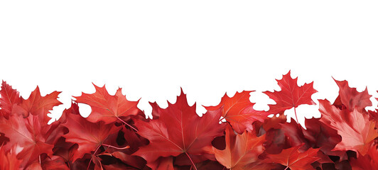 Seamless Horizontal auntumn maple Leaves boader isolated on transparent background
