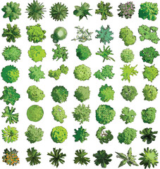 Top View of Colorful Trees on White Background - Vector EPS -03