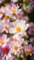 Fototapeta premium Delicate Pink and White Wildflowers Blooming in the Sunlight