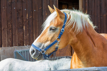 Pferd - Bauernhof - Reiten - Horse - Allgäu