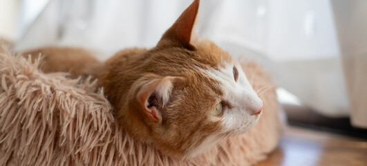 窓辺でくつろぐ猫　茶トラ白