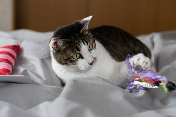 Naklejka premium おもちゃで遊ぶ可愛い猫 キジトラ白