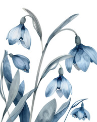 The Iris flower isolated on white background, PNG format.